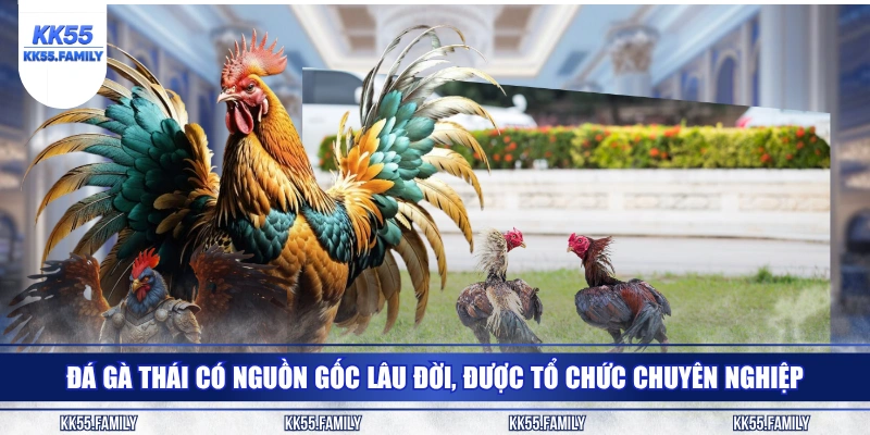 Đá gà Thái có nguồn gốc lâu đời, được tổ chức chuyên nghiệp