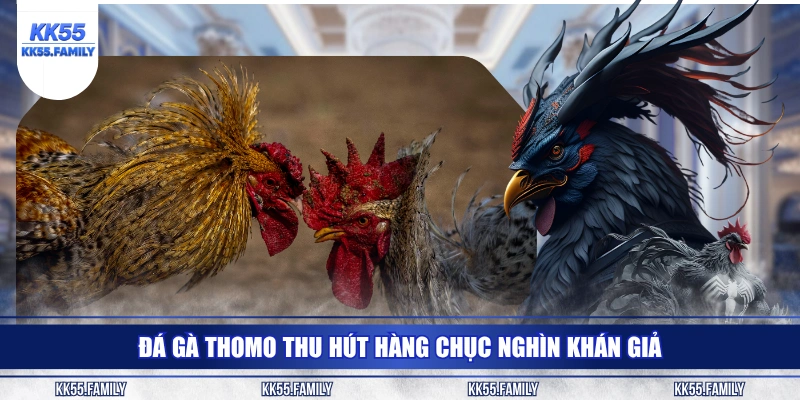 Đá gà Thomo thu hút hàng chục nghìn khán giả