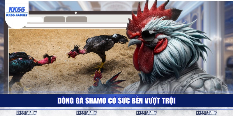 Dòng gà Shamo có sức bền vượt trội