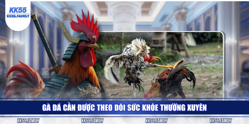 Gà đá cần được theo dõi sức khỏe thường xuyên