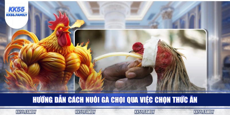 Hướng dẫn cách nuôi gà chọi qua việc chọn thức ăn