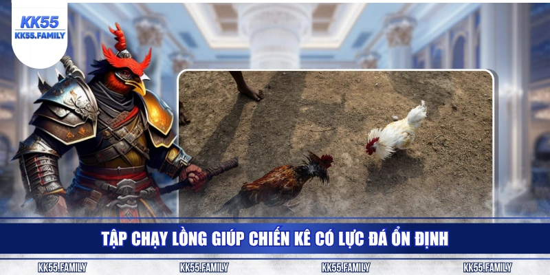 Tập chạy lồng giúp chiến kê có lực đá ổn định